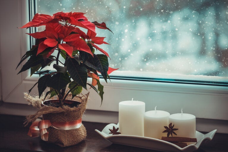¿Cómo incluir plantas en la decoración de Navidad?