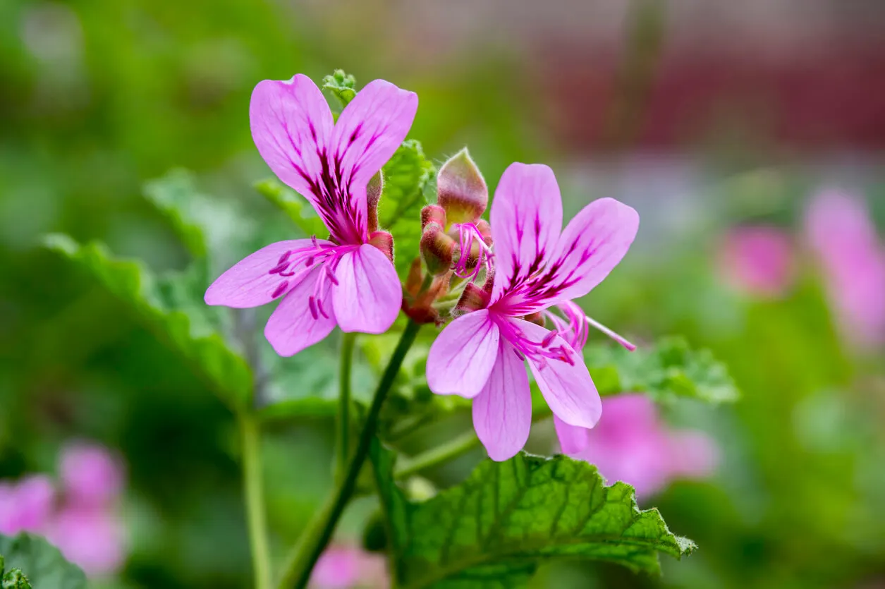 Flor de geranio.