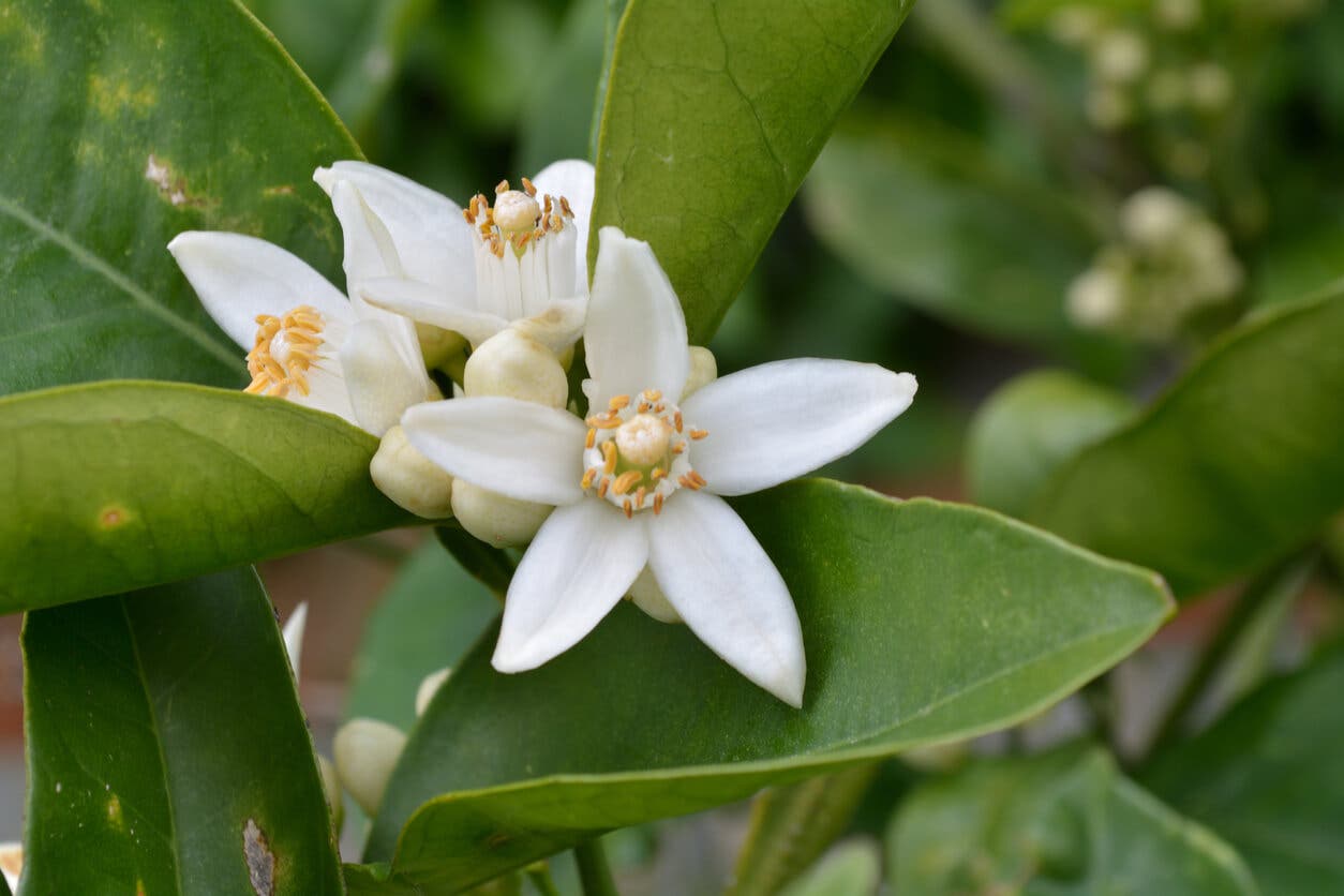 Fleurs d'oranger pour faire de l'huile de néroli.