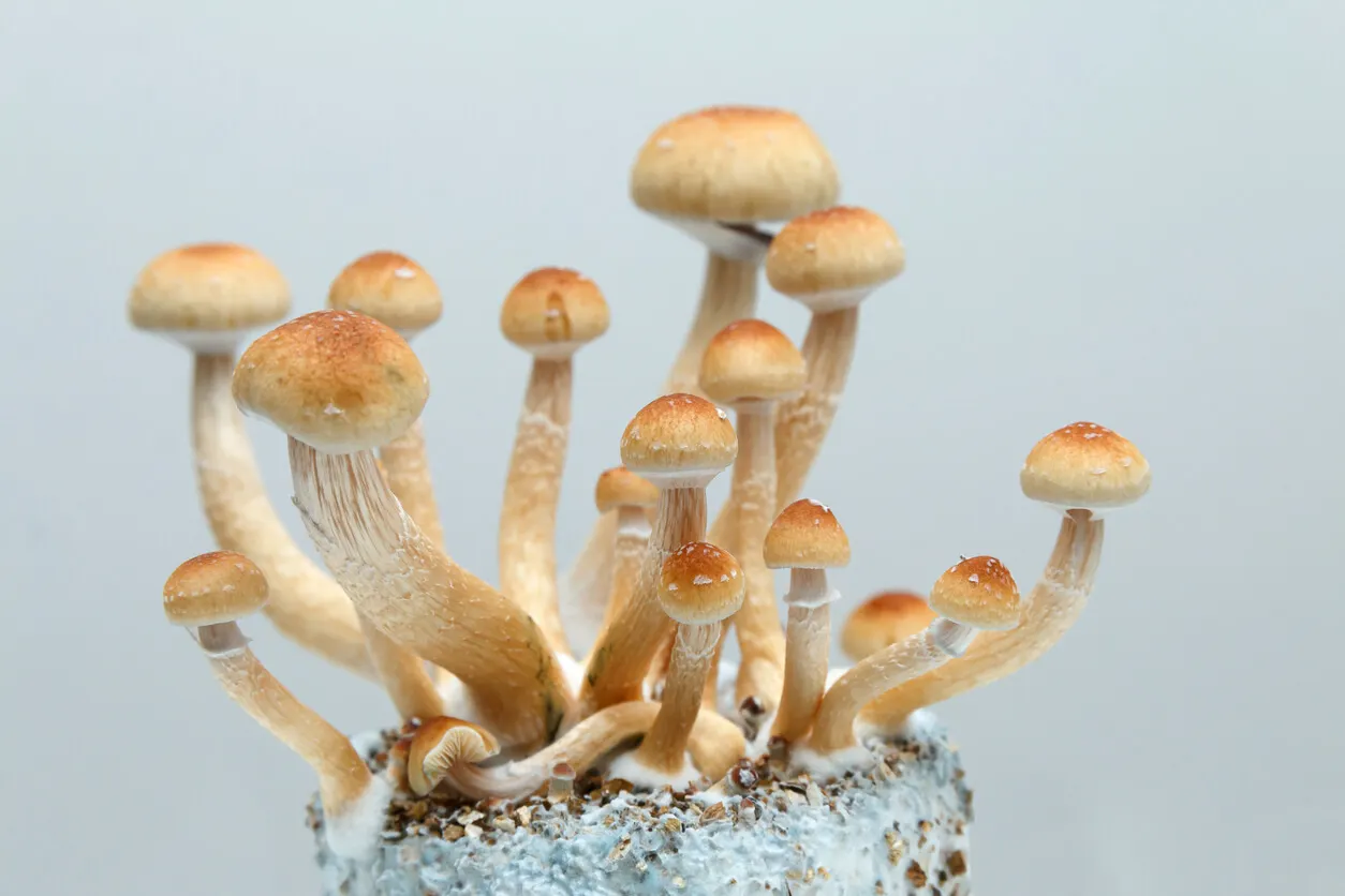 Psilocybe cubensis, de donde deriva la psilocibina contra la depresión.