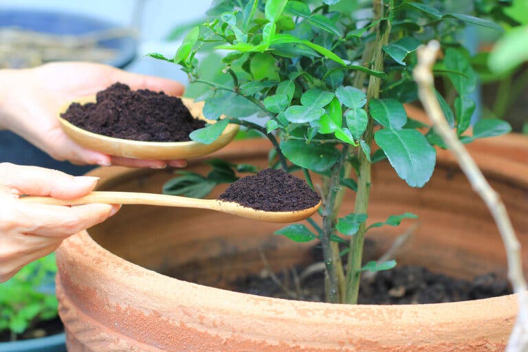 Sustancias húmicas: características y beneficios para las plantas