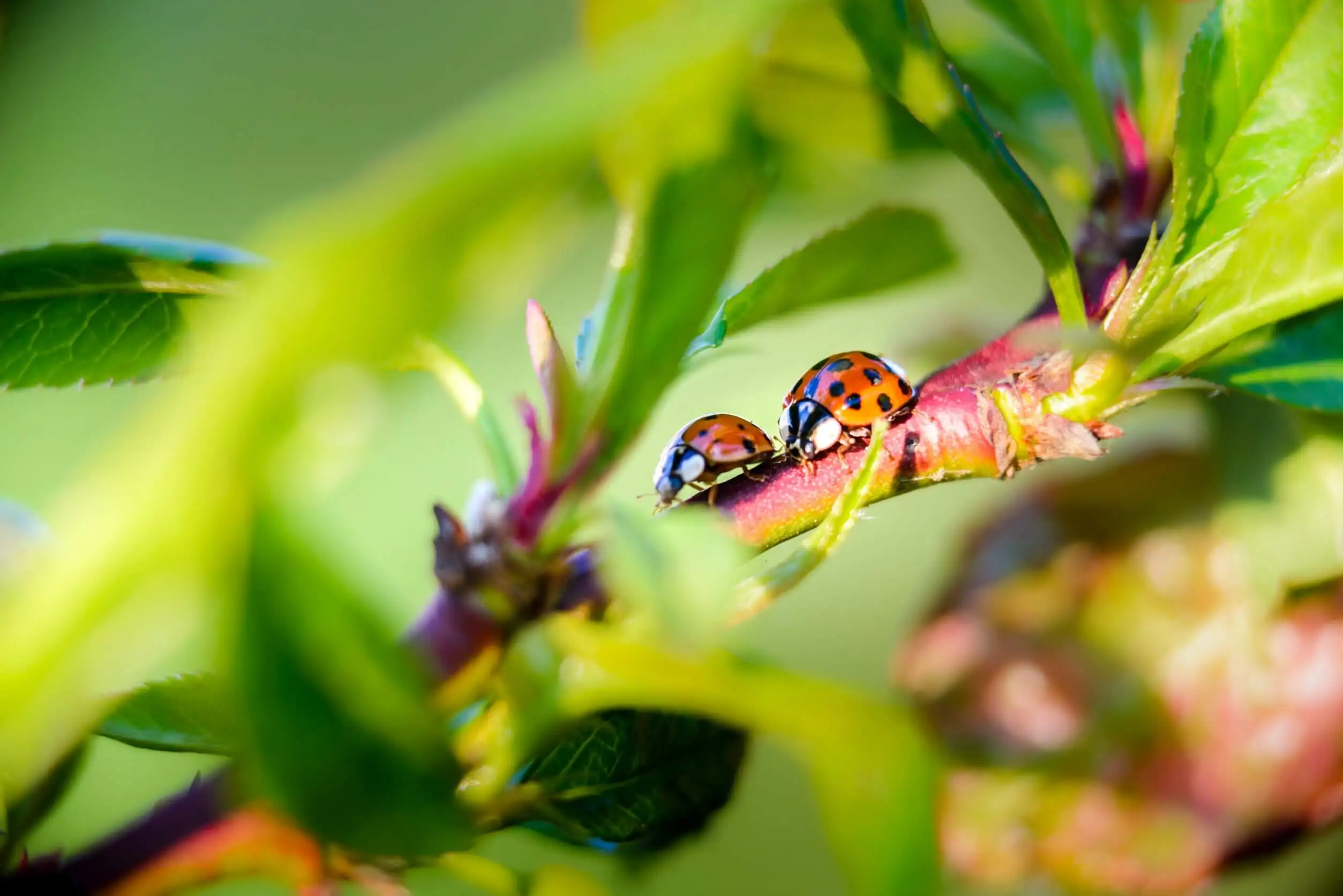 Los insectos beneficiosos para tu jardín incluyen las mariquitas