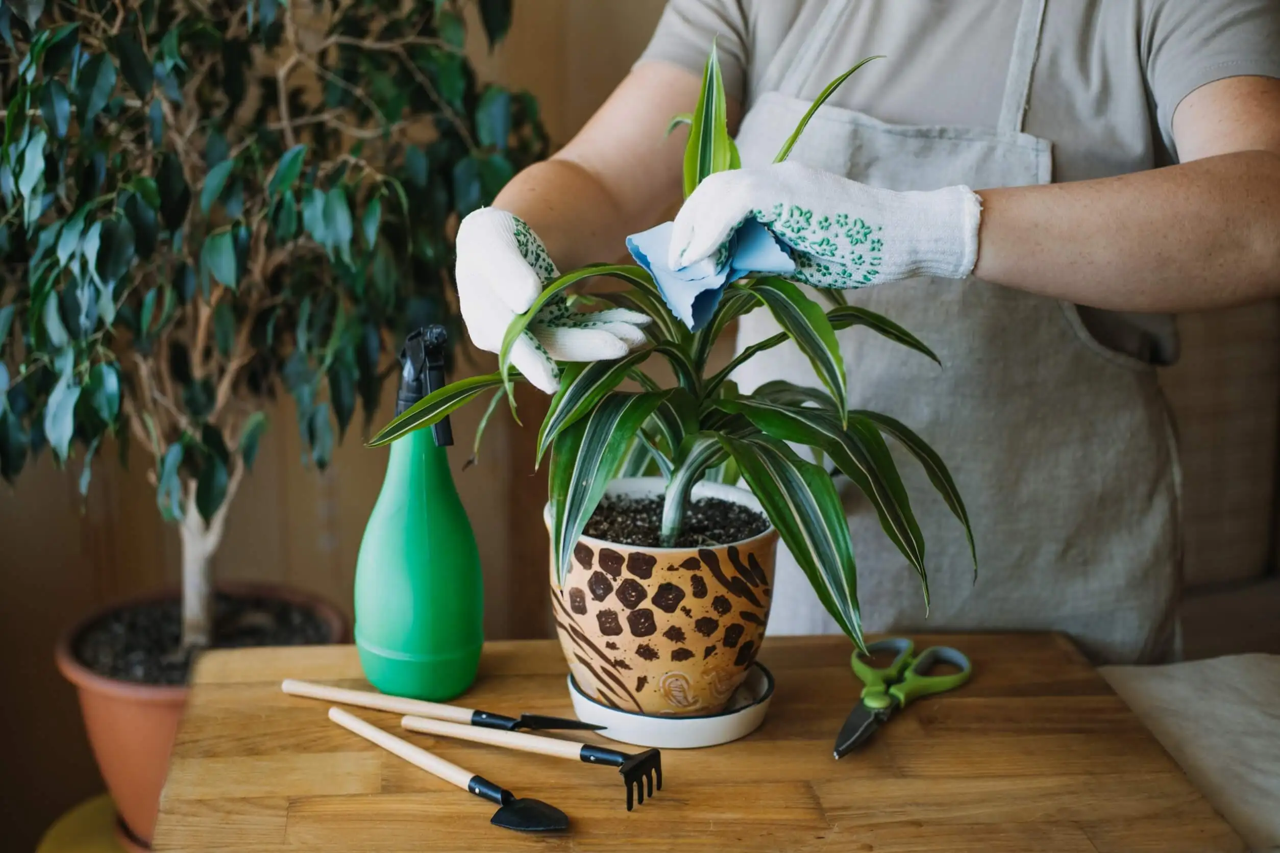 Planta de la felicidad: características y cuidados
