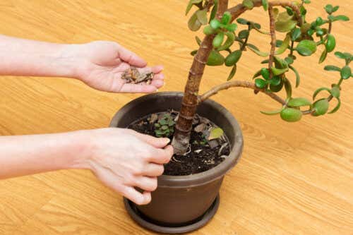6 errores de cuidado que están secando tu árbol de jade