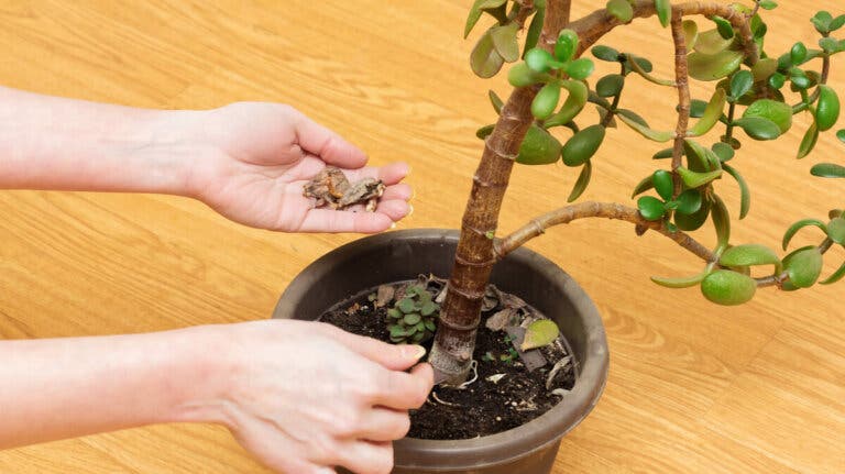 6 errores de cuidado que están secando tu árbol de jade