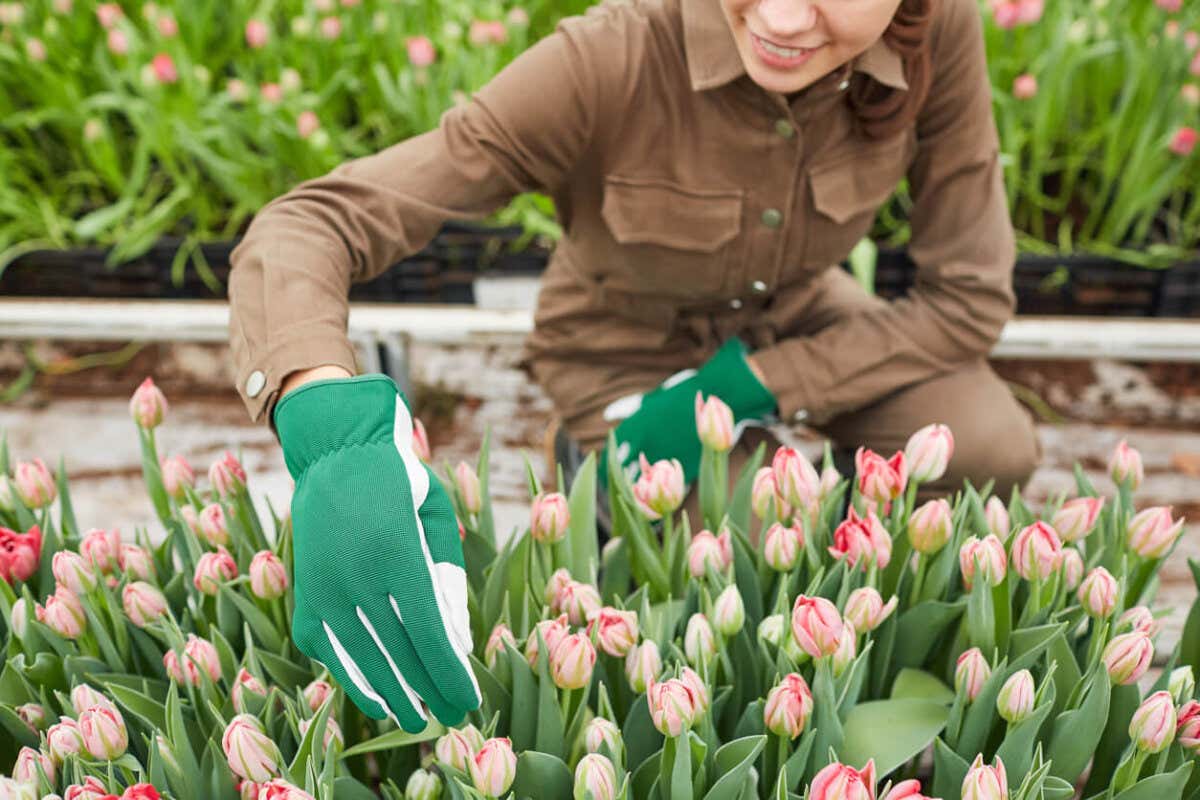 Cómo plantar y cuidar los tulipanes - Mejor con Salud