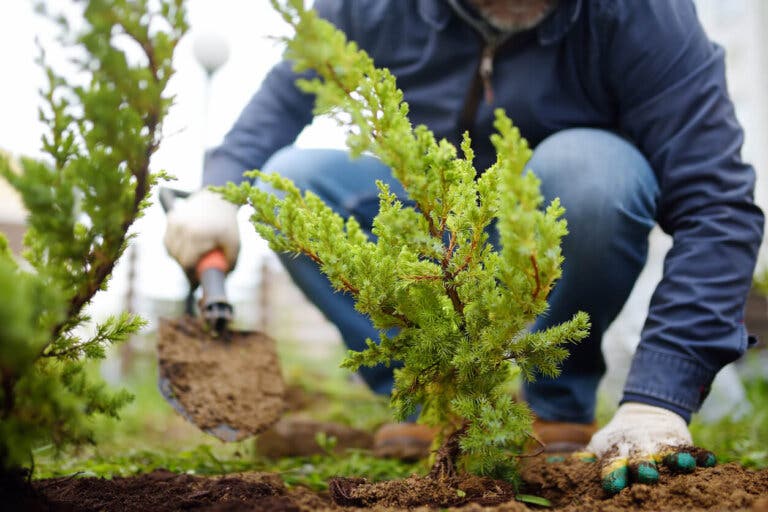 7 claves para el cultivo de enebro