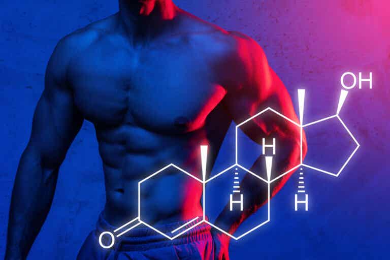 Síntesis proteica: te explicamos cómo puedes aumentar al máximo tu ganancia de masa muscular
