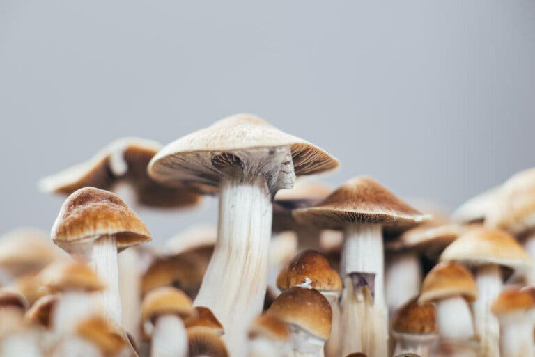 Psilocibina contra la depresión: ¿cuáles son sus efectos?