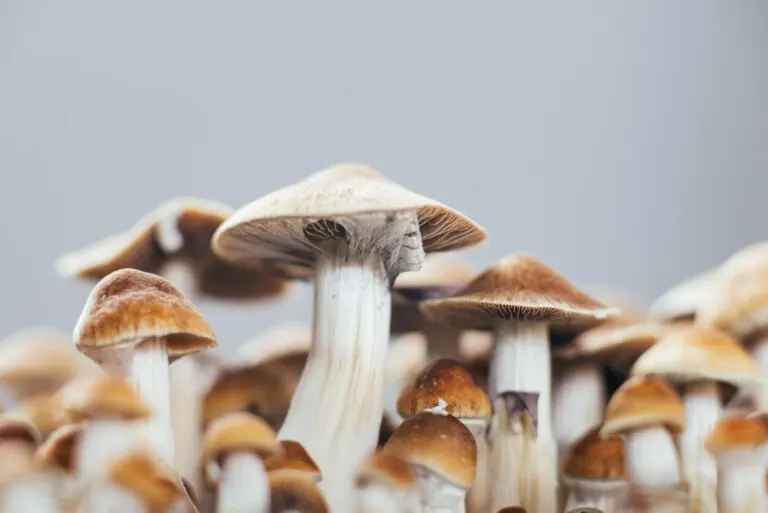 Psilocibina contra la depresión: ¿cuáles son sus efectos?