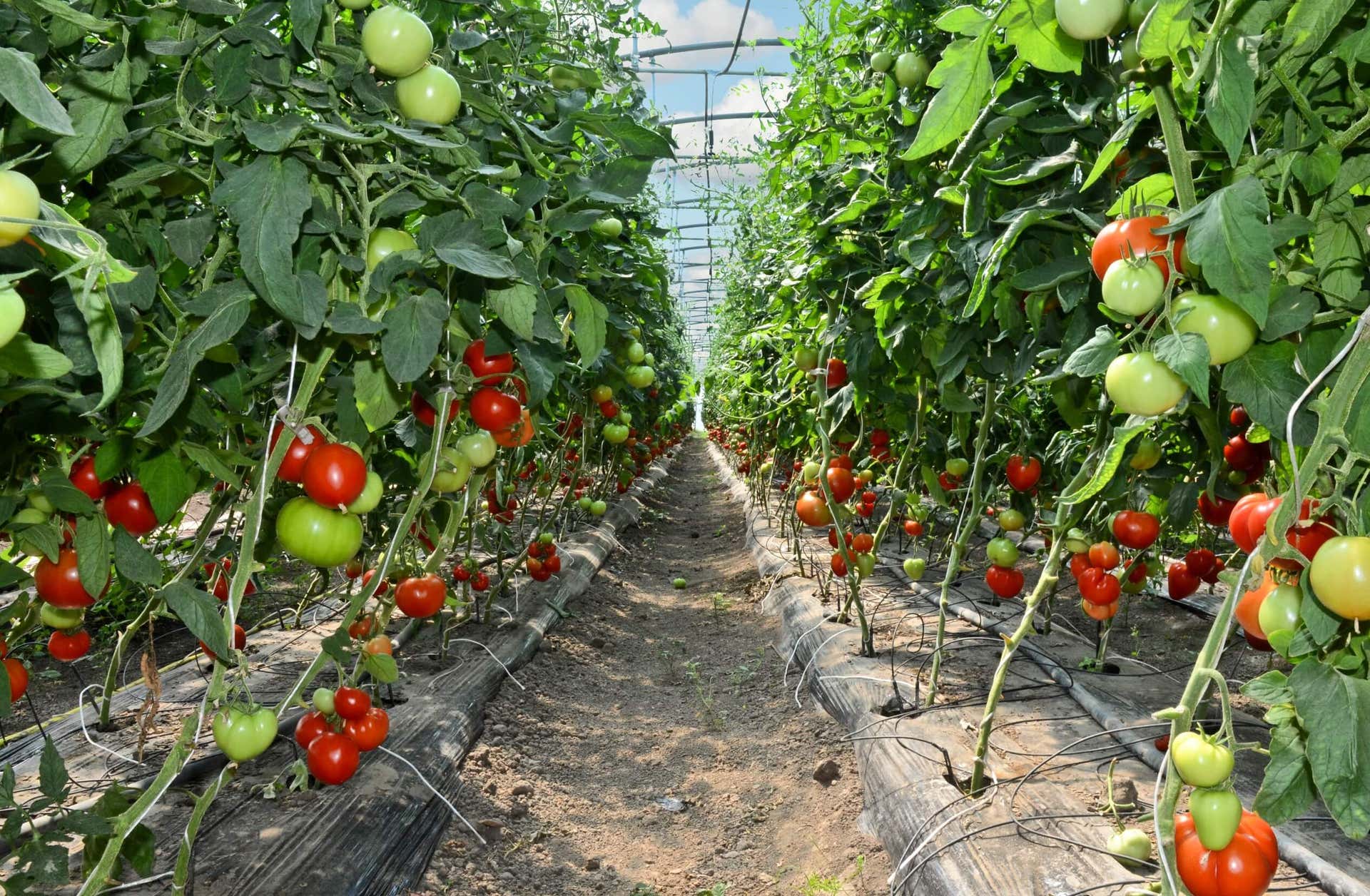 Tomaten mit Kapillarbewässerung
