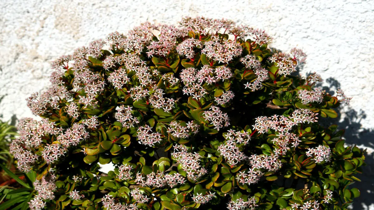Ábol o planta de jade con flores.