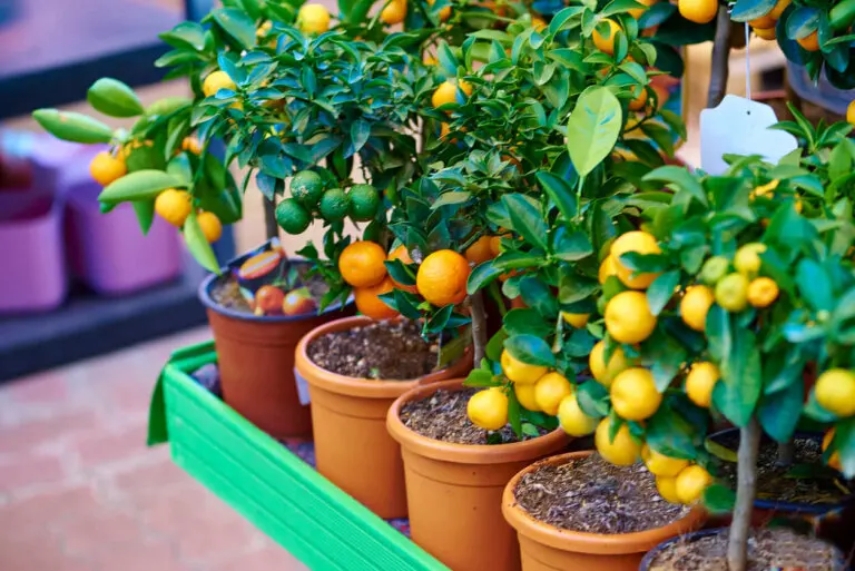 Mejores 9 árboles pequeños para plantar en macetas y sus cuidados
