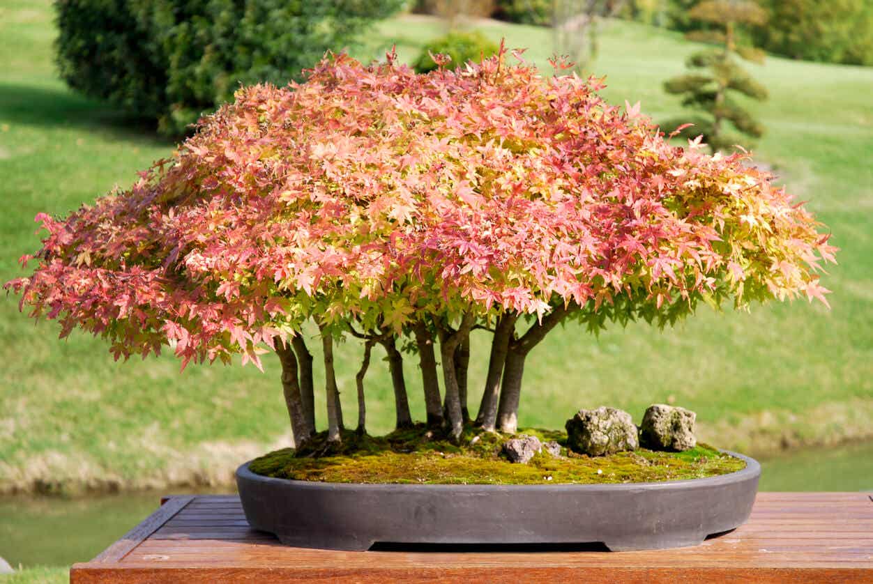 Érable du Japon en bonsaï.