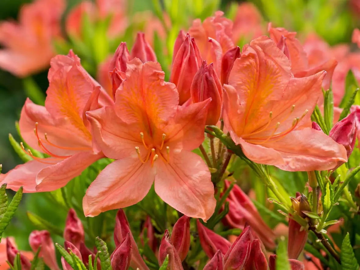 Rhododendron japonicum.