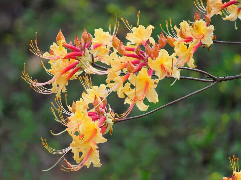 Tipos de azaleas y sus cuidados