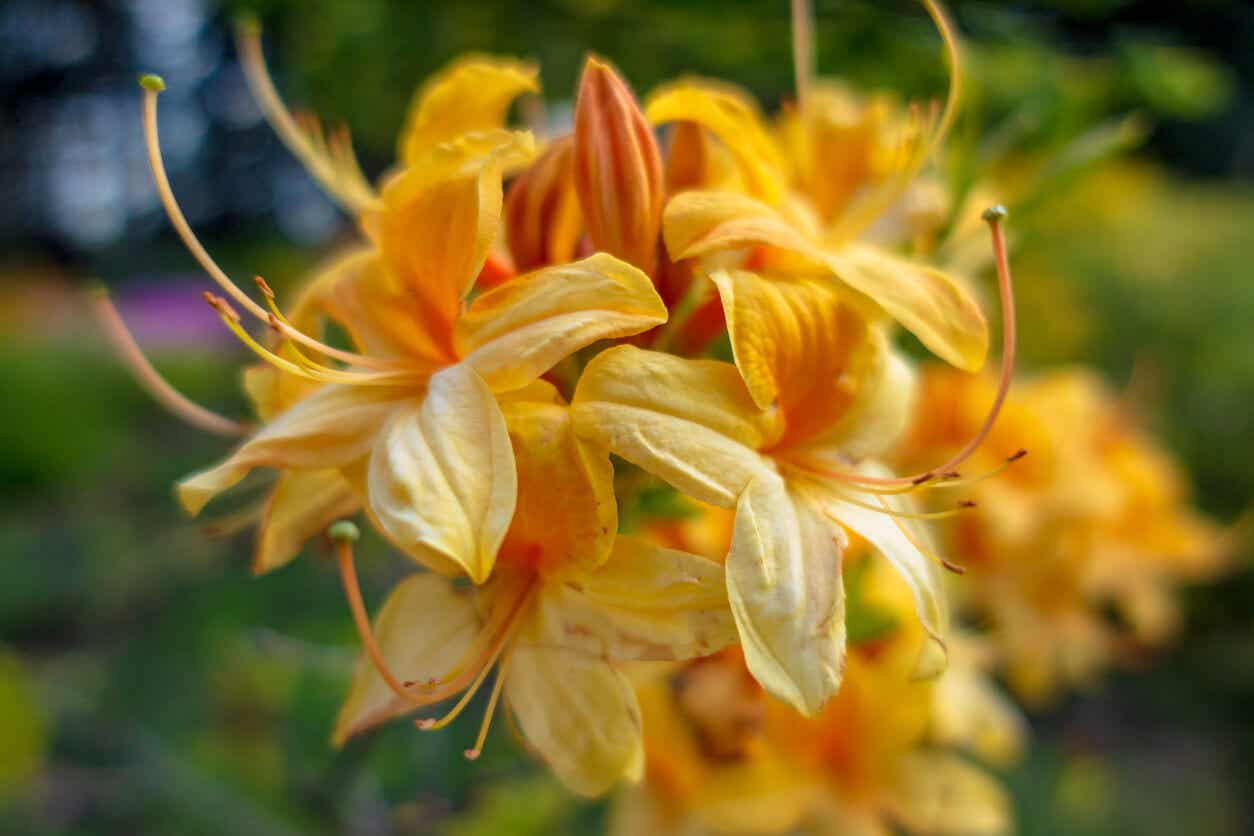 Calendulaceum de Rhododendron.