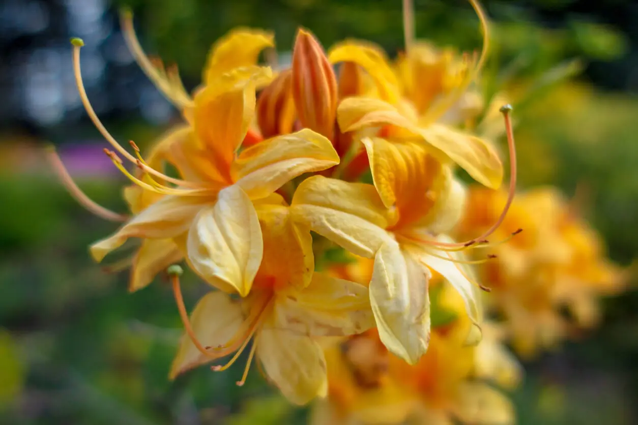 Nagietek rododendronowy.