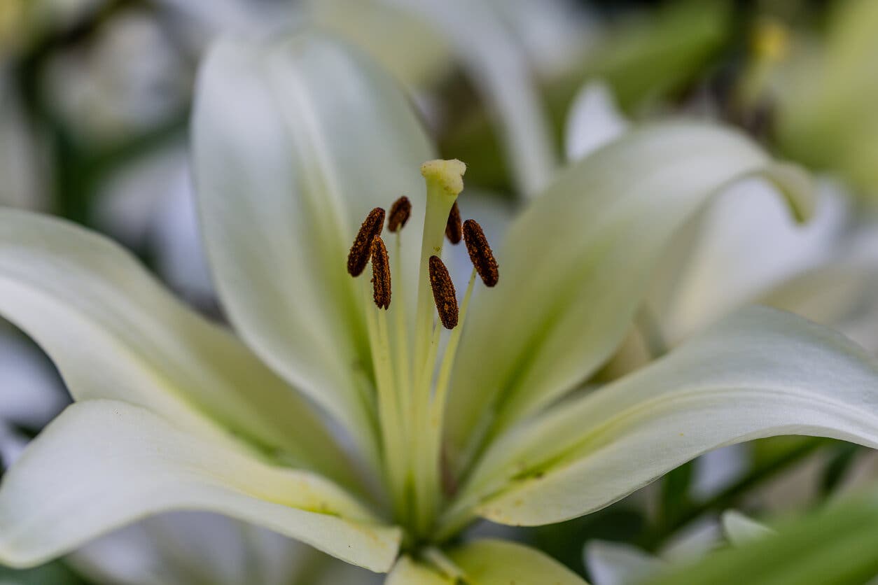Lys à semer en terre argileuse.