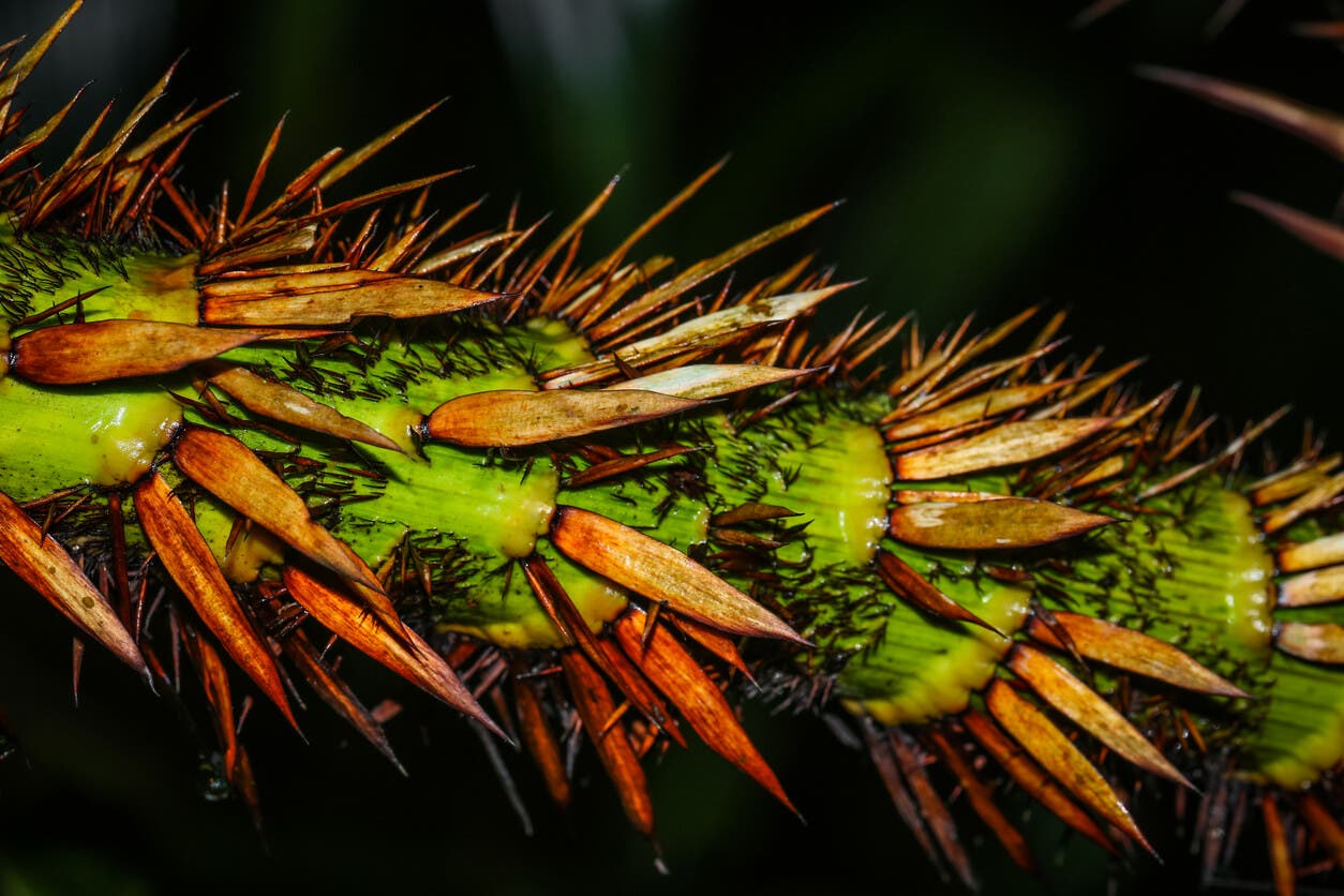 Calamus rotang per mobili in rattan.