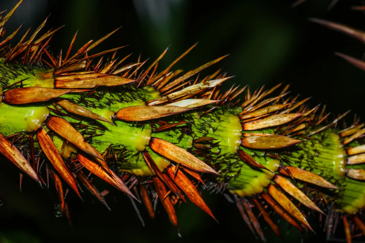 Calamus rotang pour meubles en rotin.