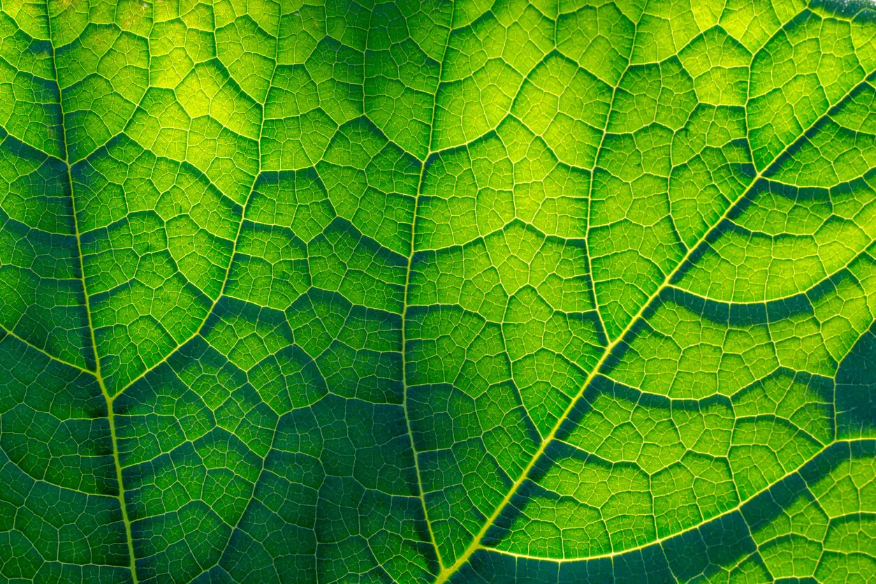 Capilares de las plantas.