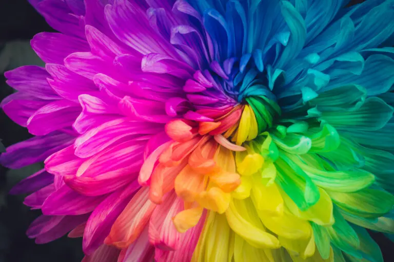 ¿Cómo cambiar el color de las flores? Prueba este método en casa