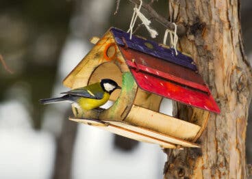 Comederos para pájaros: beneficios y cómo hacerlos en casa