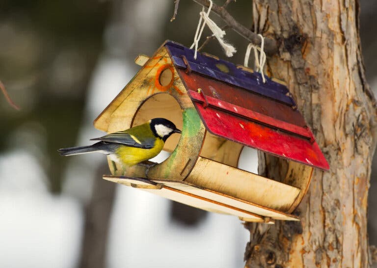 Comederos para pájaros: beneficios y cómo hacerlos en casa