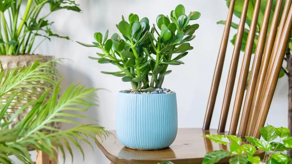 Crassula ovata, planta o árbol de jade para la buena suerte según el feng shui