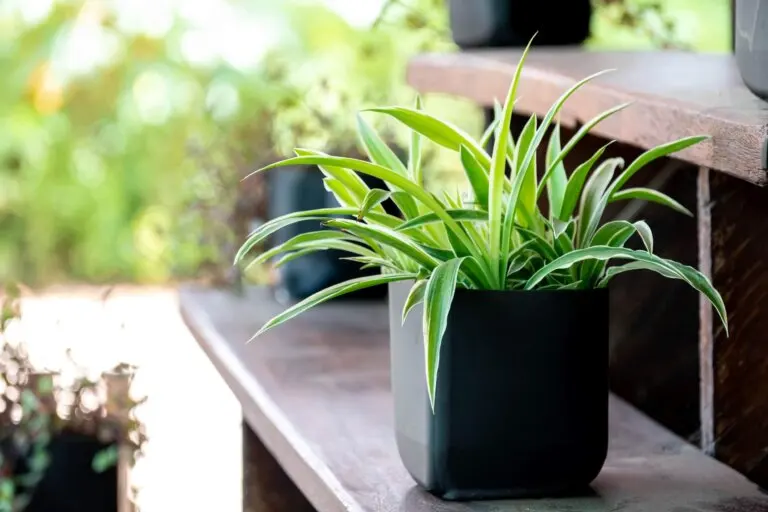 Cómo propagar y cuidar la planta de araña o cinta: todo lo que necesitas saber