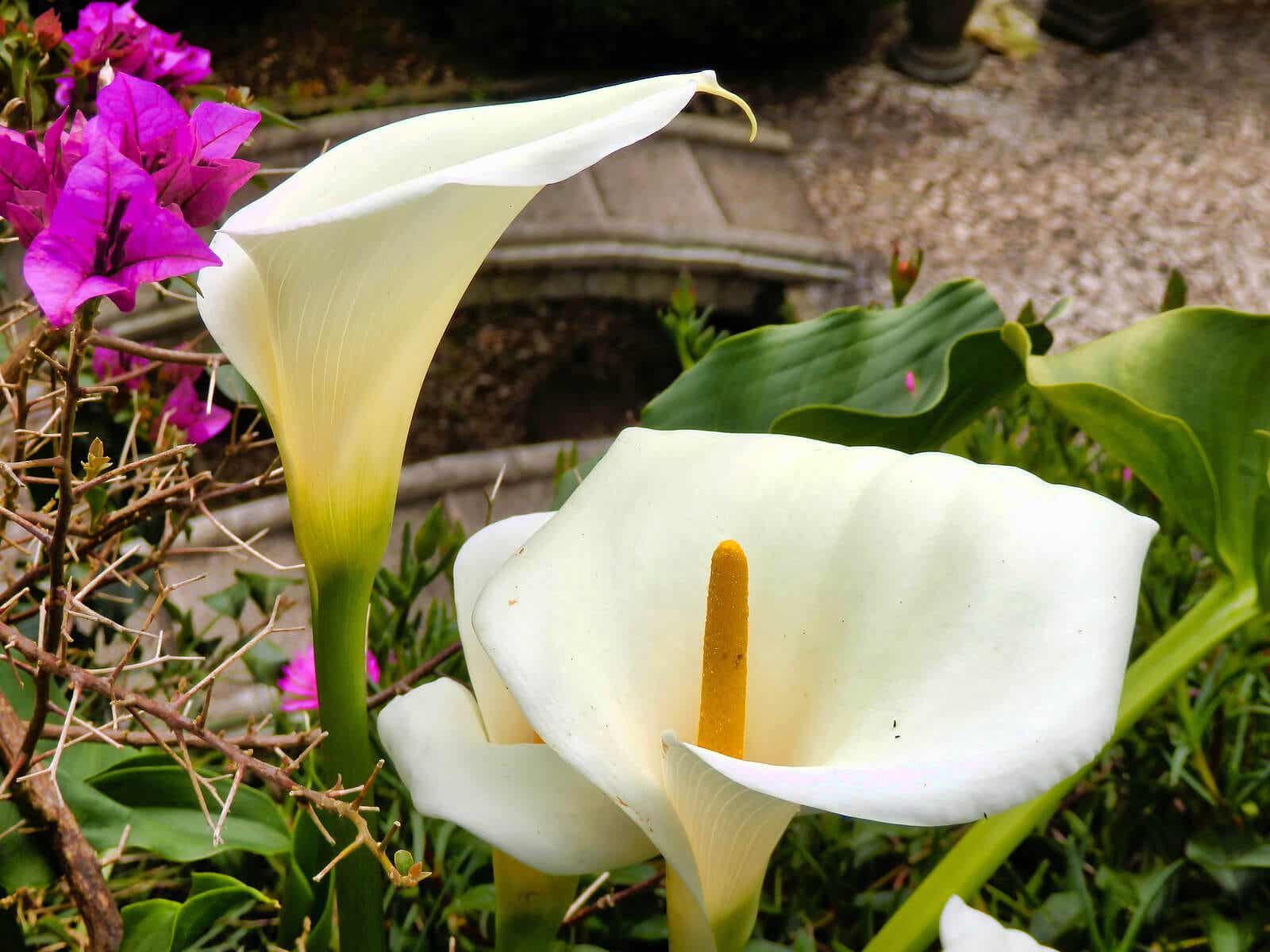 A calla lily.