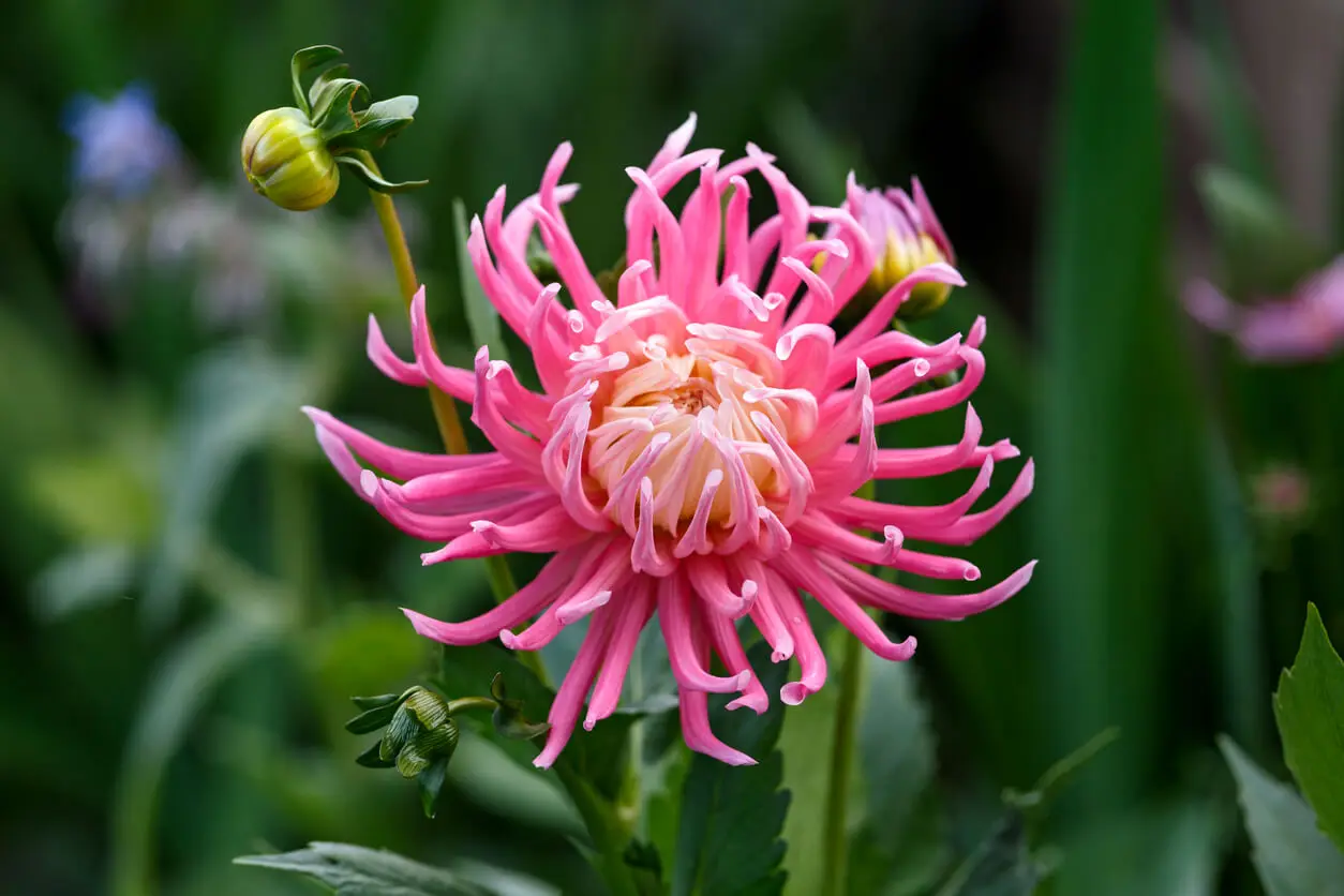 Dalia cactus.