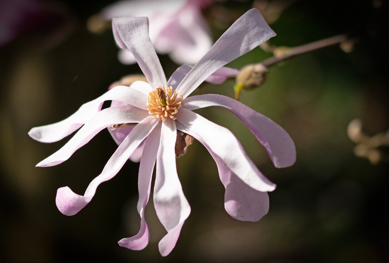 Flor de magnolia estrellada se puede sembrar en maceta.