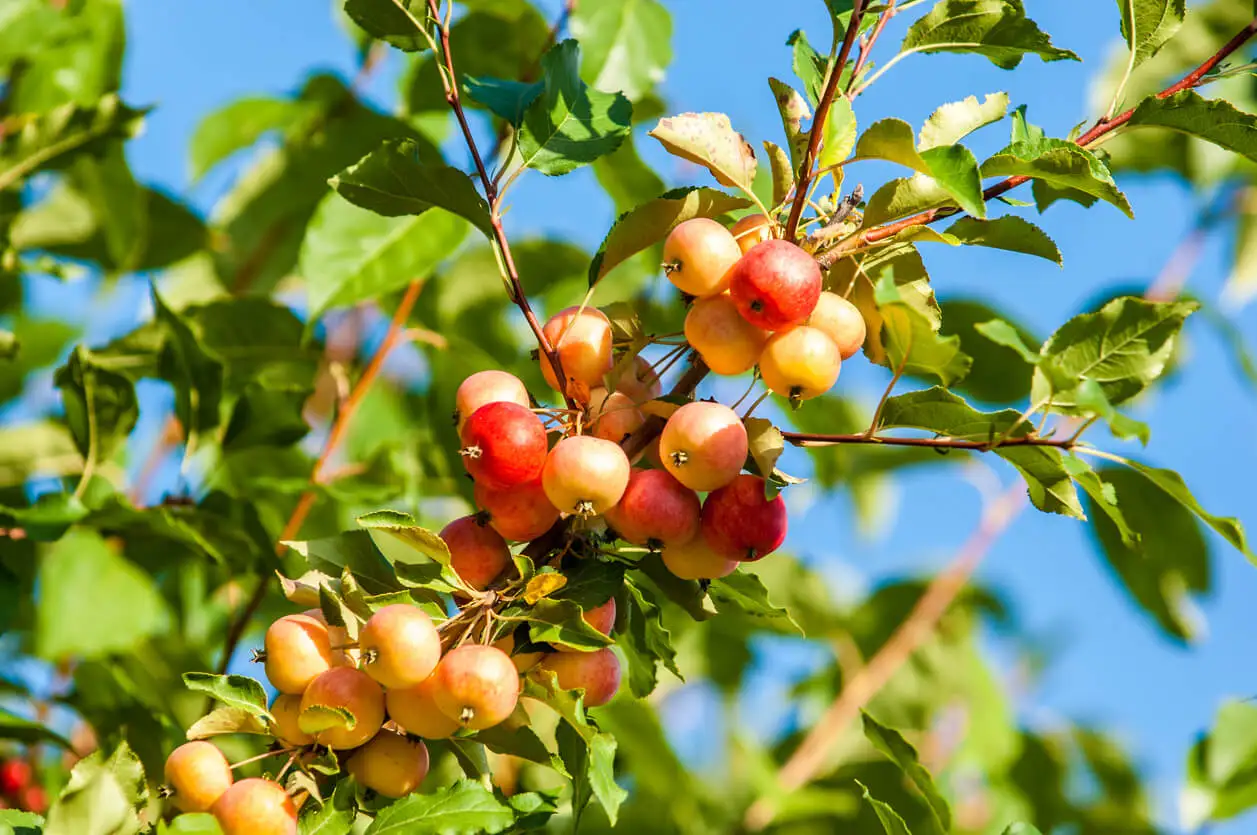 Frutos del manzano silvestre.