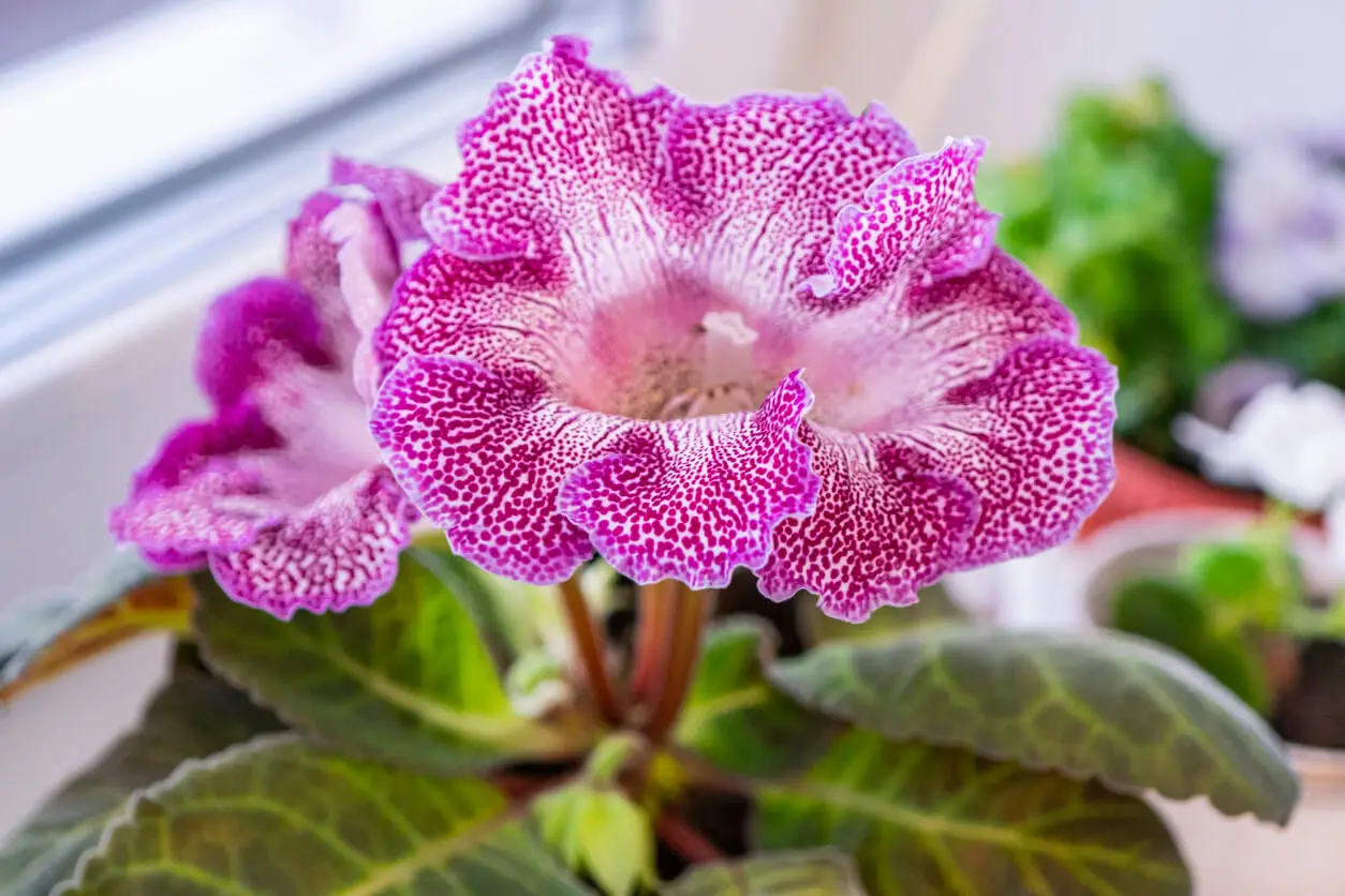 Gloxinia.