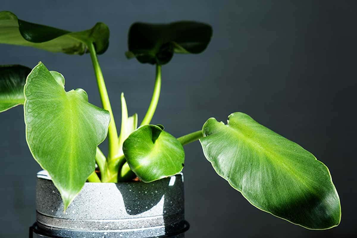 Os vasos inteligentes regulam a luz e a temperatura das plantas.