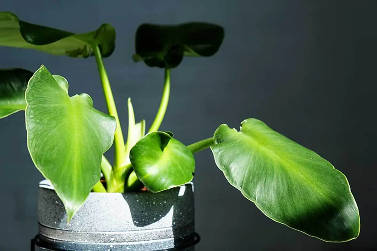 Smart pots.