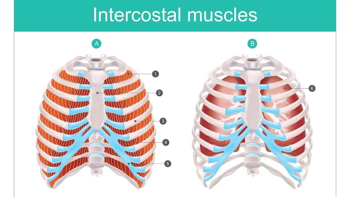 Músculos intercostales.