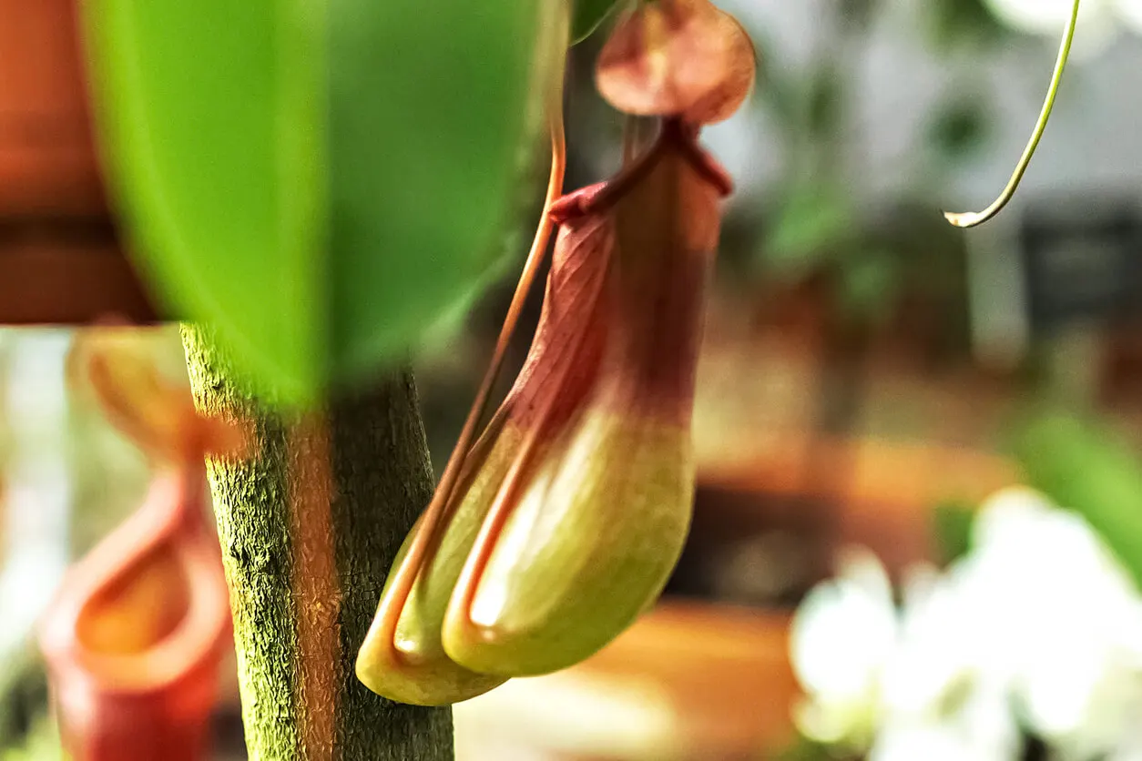 Plantele carnivore necesită îngrijire