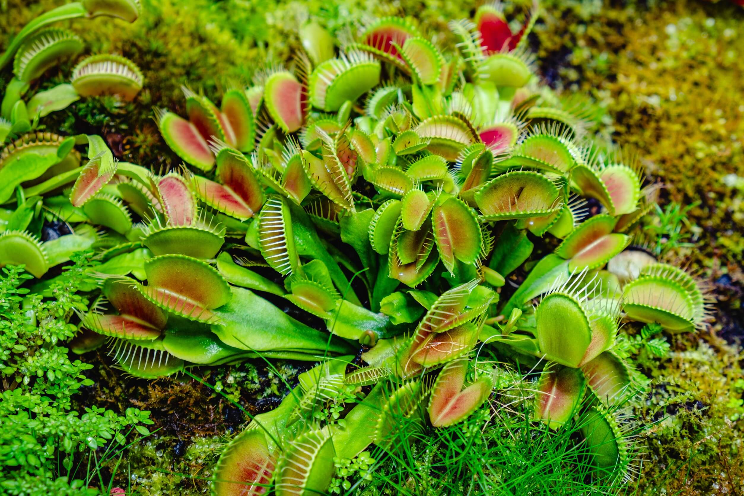 Las atrapamoscas son plantas carnívoras