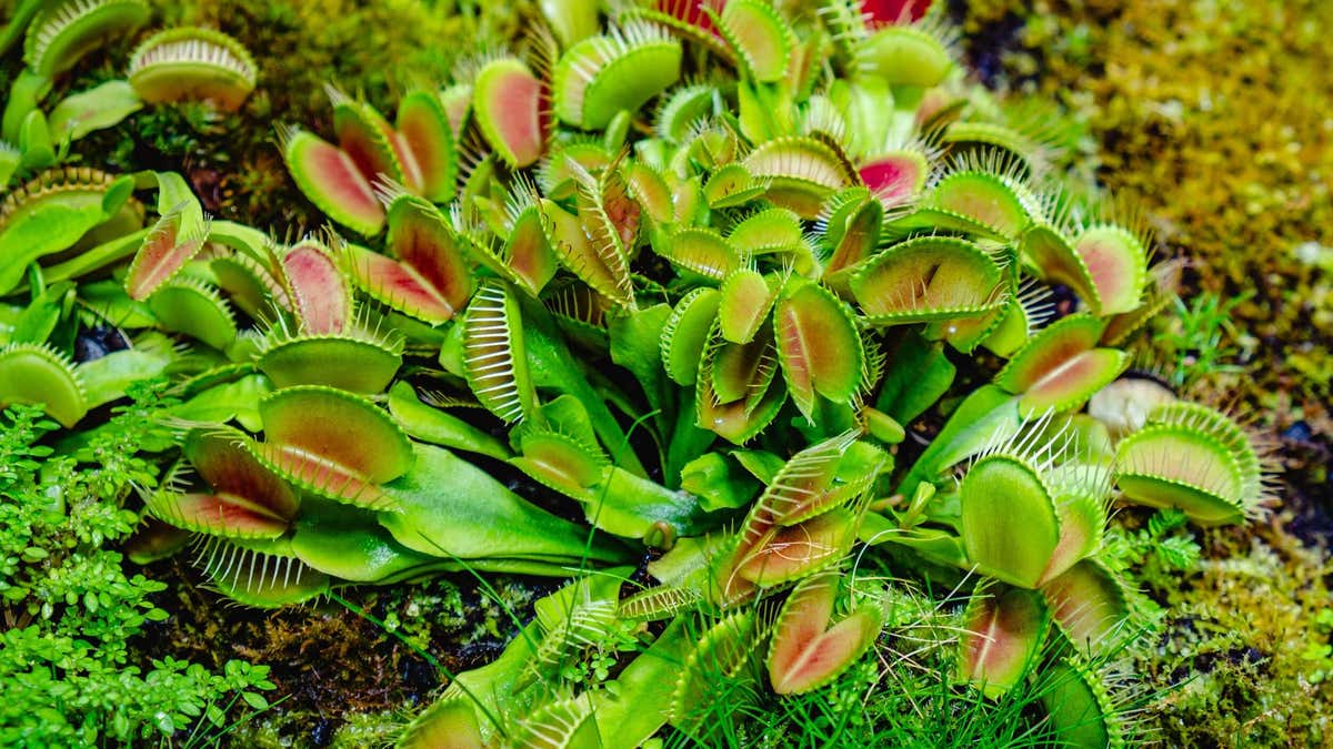 Köttätande växter: egenskaper, olika typer och skötsel