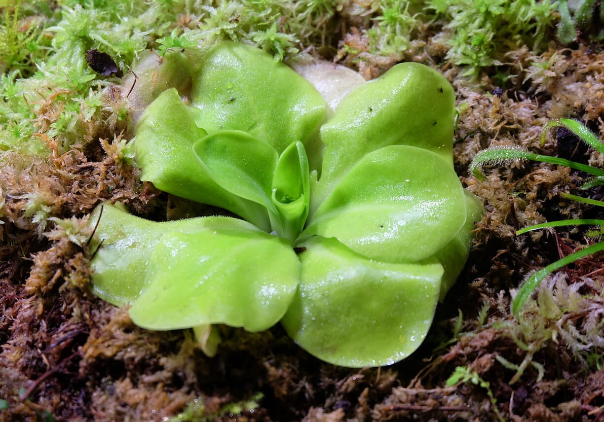 Pinguicula