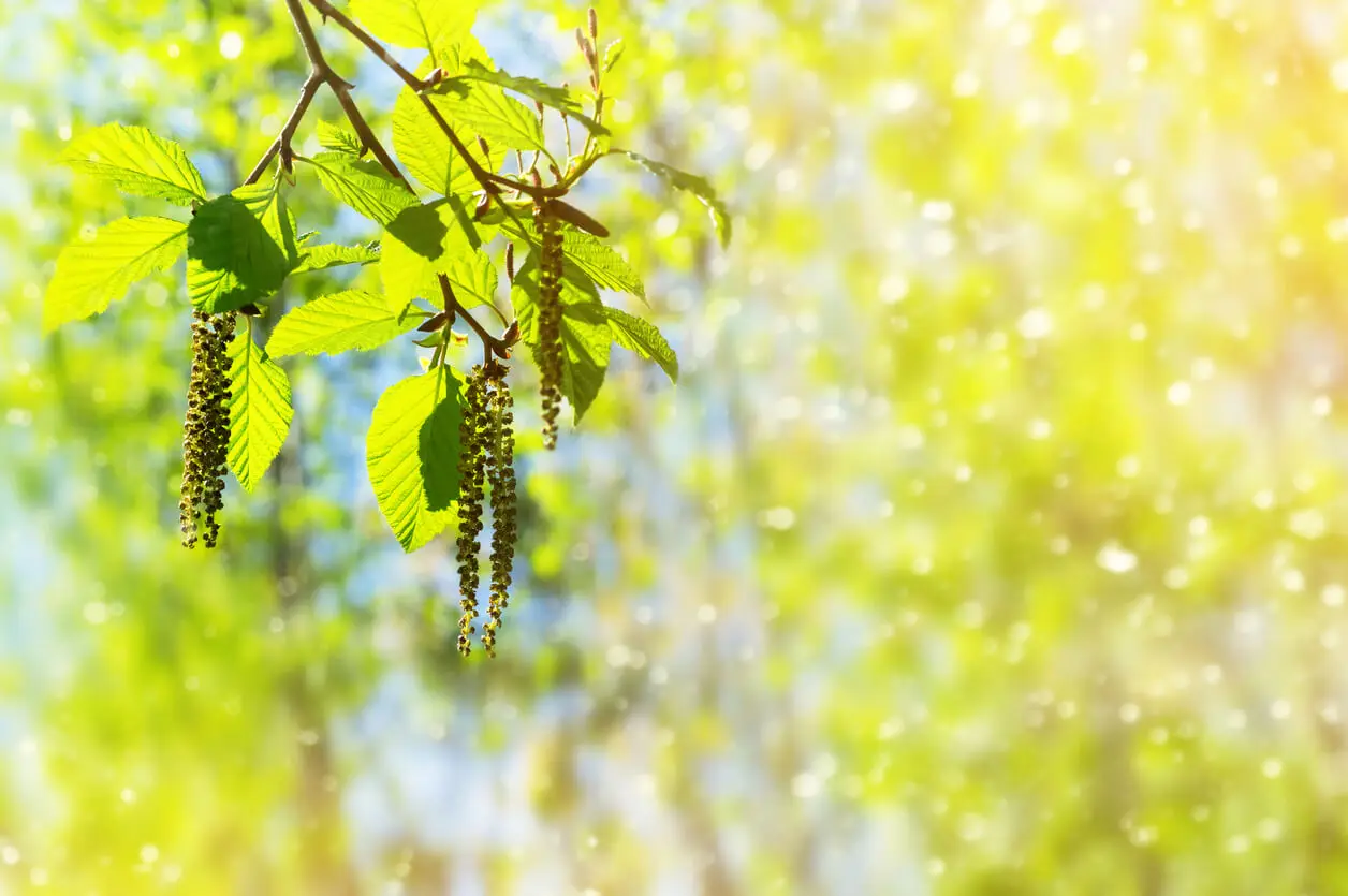 15 Pflanzen, die Allergien verschlimmern