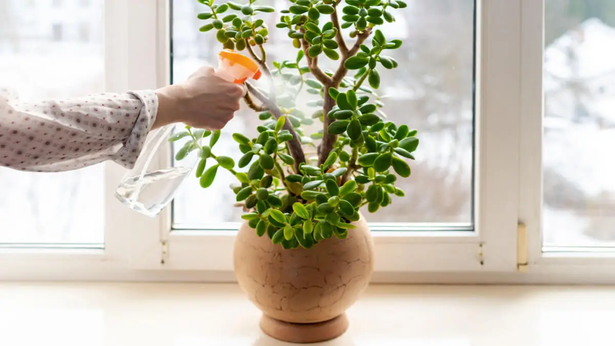 Planta de jade.
