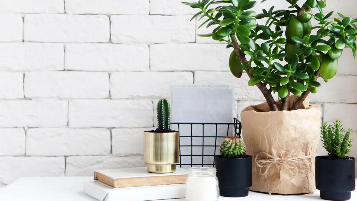 Decoración con planta de jade.