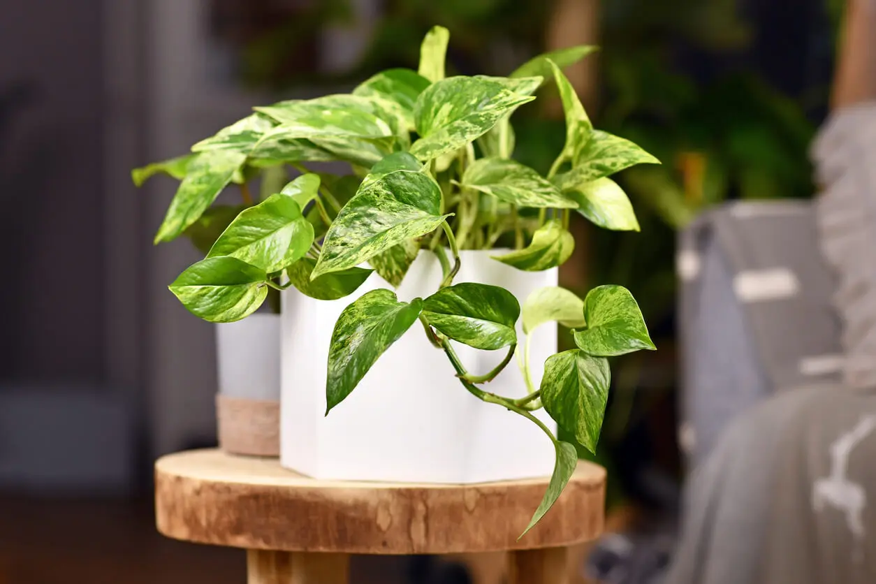 Poto variedad Marble Queen en el interior del hogar.