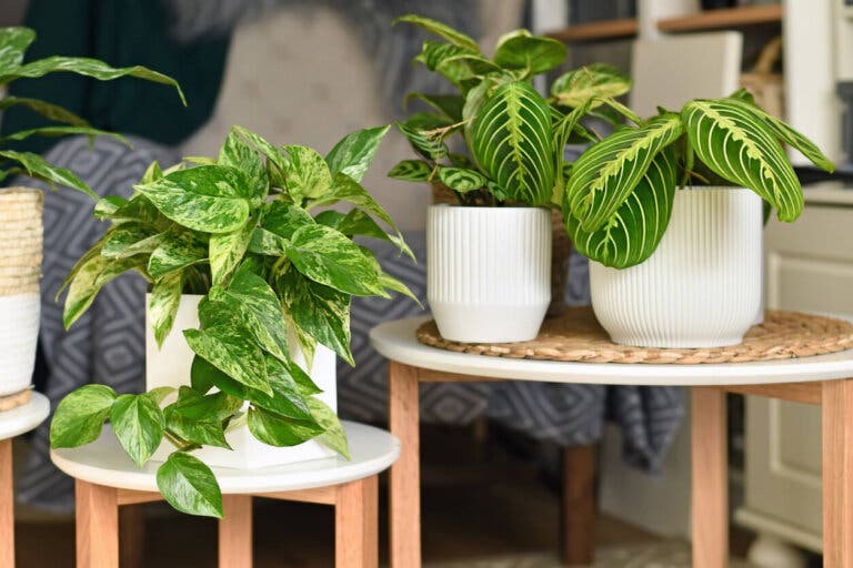 Poto o photos, la planta de interior por excelencia: guía fácil de cuidados