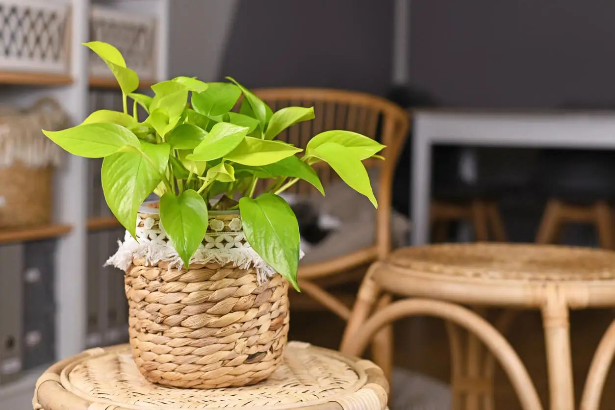 Poto variedad lemon.