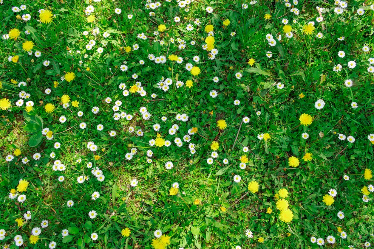 Giardino giapponese con fiori ed erba.
